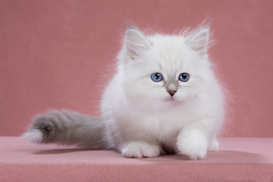 Ave Gloria Aus Blumeland